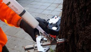 El Ayuntamiento de Guadalajara trata a más de 500 olmos mediante endoterapia