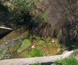 El PP denuncia que la maleza invade los arroyos ante la pasividad y el abandono de la alcaldesa de Villanueva