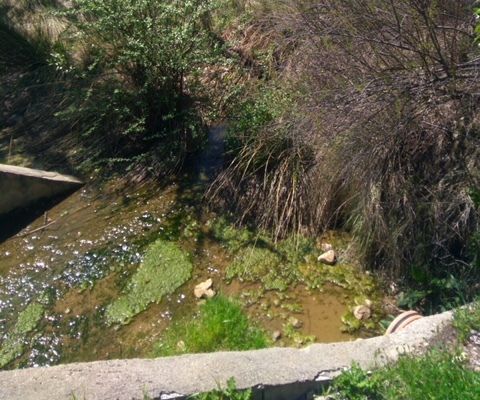 El PP denuncia que la maleza invade los arroyos ante la pasividad y el abandono de la alcaldesa de Villanueva