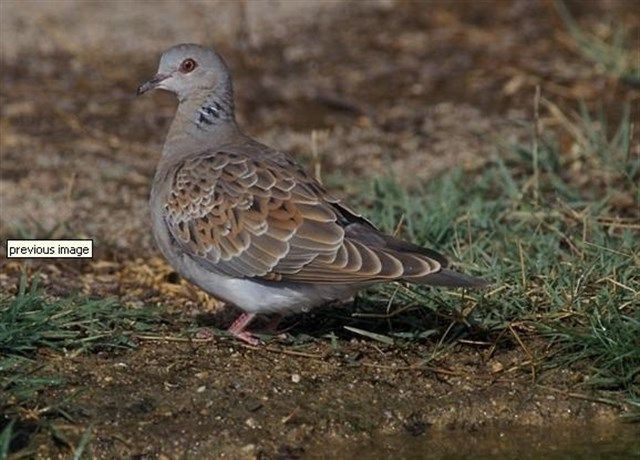 El sector cinegético presentará un proyecto para el Plan Integral de Recuperación de la Tórtola Común
