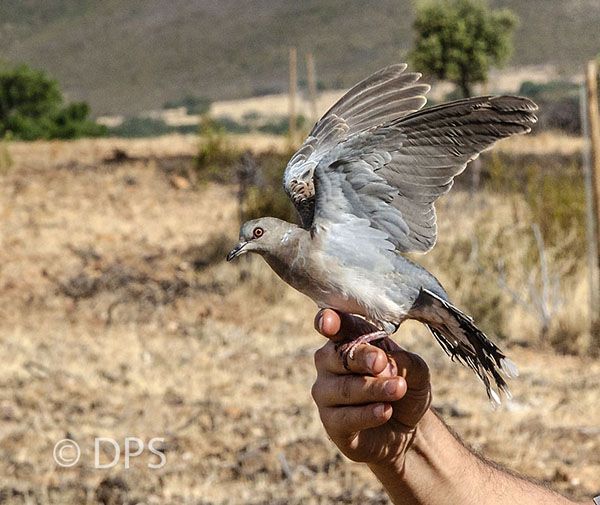 La Federación de Caza acusa a los ecologistas de hacer negocio con la prohibición de la tórtola 3 La Federación de Caza acusa a los ecologistas de hacer negocio con la prohibición de la tórtola