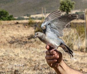 La RFEC alerta de la intención de Europa de apoyar una moratoria de la caza de la tórtola que será ineficaz para la recuperación de la especie