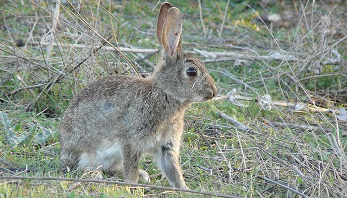 Las sociedades de cazadores juegan un papel fundamental en el control de daños a la agricultura