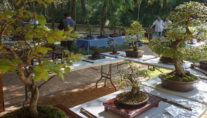 Este fin de semana, el Zoo de Guadalajara albergará una vistosa exposición de bonsais