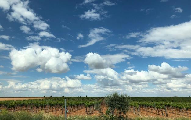 El 36 por ciento de los solicitantes de las ayudas desacopladas de la PAC de la campaña de 2018 en Castilla-La Mancha son mujeres