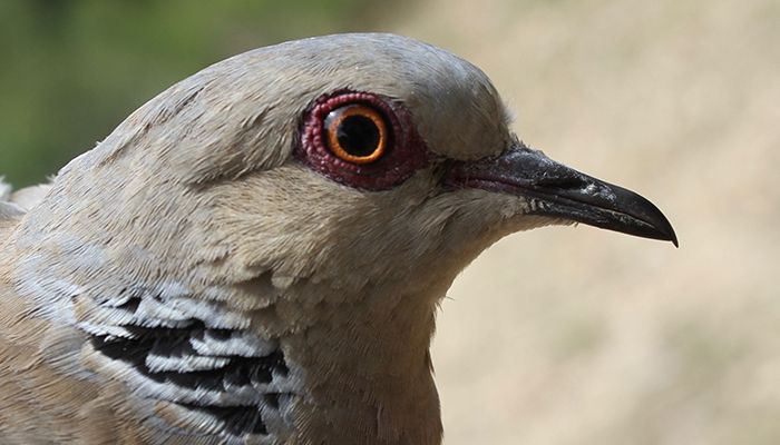 El IREC estudiará las causas del descenso de la tórtola europea en el campo