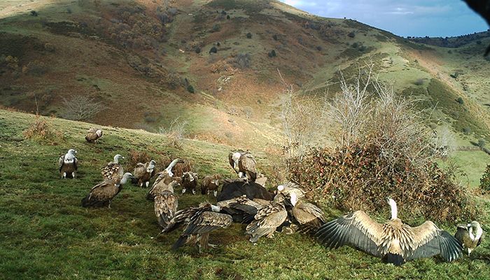 Investigadores del IREC alertan de que las diferencias territoriales al aplicar la ley sanitaria europea amenazan la conservación de carroñeros