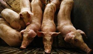 Alertan de que quieren instalar una macrogranja muy cerca del parque arqueológico de Segóbriga