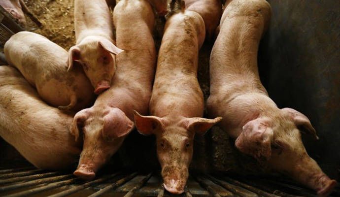 Alertan de que quieren instalar una macrogranja muy cerca del parque arqueológico de Segóbriga