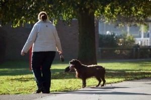 El Ayuntamiento de Cuenca sanciona con 750 euros al propietario de un perro que no recogió sus excrementos depositados en la vía pública