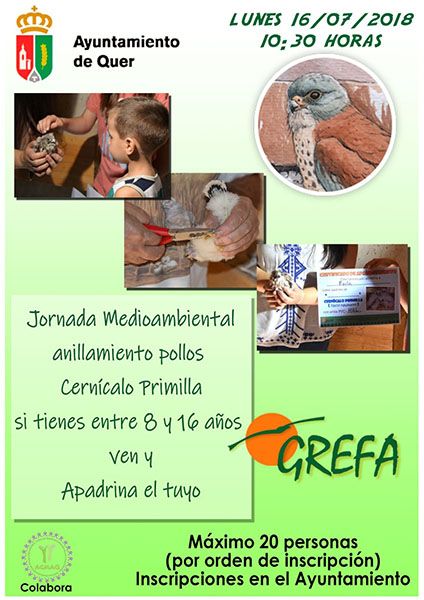 Este lunes, anillamiento de los cernícalos primilla en Quer en una Jornada Medioambiental 3 Este lunes, anillamiento de los cernícalos primilla en Quer en una Jornada Medioambiental