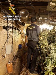 La Guardia Civil detiene a 5 personas e incauta 2.000 plantas de marihuana en Cabanillas y Torrejón del Rey