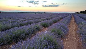 La importancia de los polinizadores, objeto de estudio este fin de semana en una Brihuega que celebra también su mercado de la lavanda