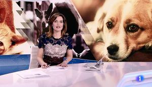 La RFEC exige a RTVE que rectifique la falsedad de afirmar que los perros de caza “son los más abandonados”