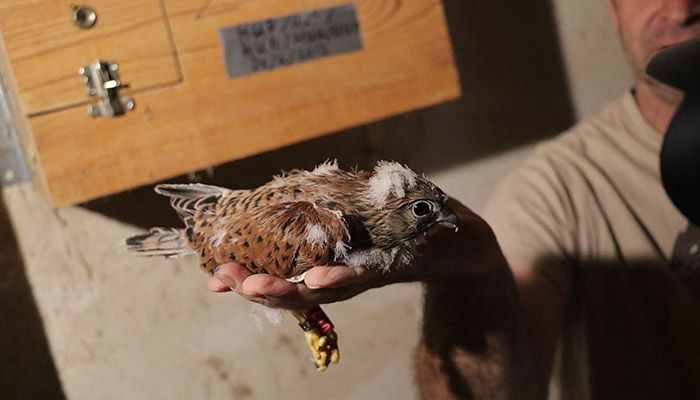 Los niños y niñas de Quer anillan los polluelos de primilla nacidos en cautividad en 2018
