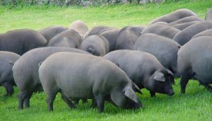 Apoyo de ASAJA Cuenca al acuerdo de la Interprofesional del Porcino Ibérico para reducir la edad de sacrificio de los animales