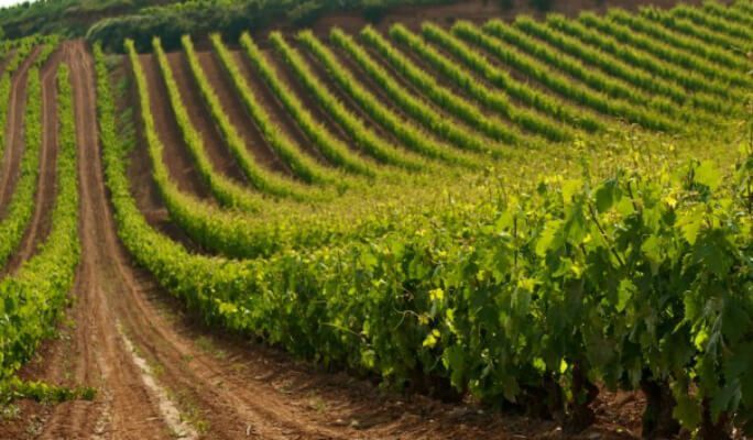 ASAJA CLM augura un escenario favorable al inicio de la campaña de la vendimia