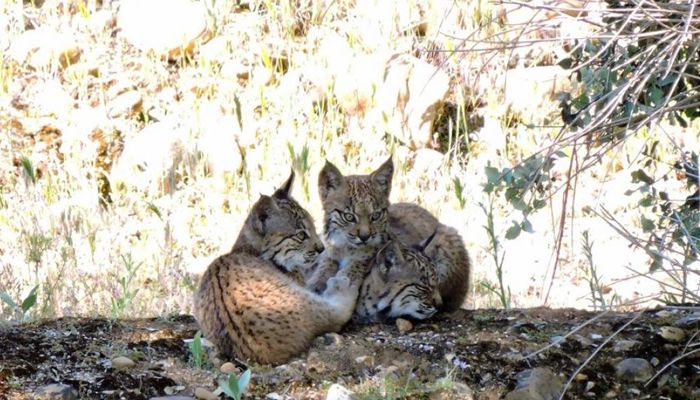 Castilla-La Mancha cuenta, al menos, con 16 nuevas crías de lince ibérico nacidas en libertad en las dos áreas de reintroducción de la región