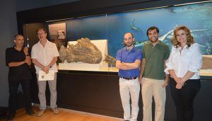El Museo Paleontológico acoge a Paludidraco, un reptil marino de hace 230 millones de años, localizado en las excavaciones del pantano de El Atance