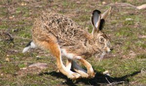 La Federación de Caza de CLM pide a los cazadores colaborar cuando encuentren ejemplares de liebres con síntomas de mixomatosis