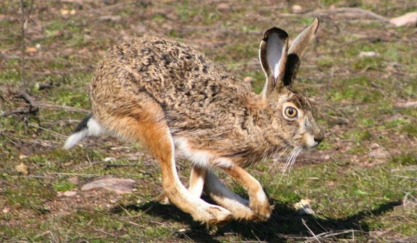 La Federación de Caza de CLM pide a los cazadores colaborar cuando encuentren ejemplares de liebres con síntomas de mixomatosis