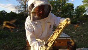 La miel alcarreña Nectarius, premiada en los Great Taste 2018, los ‘Oscar’ de la alimentación a nivel mundial