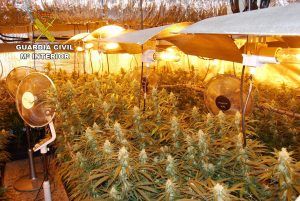 Once detenidos, 3.000 plantas de marihuana y 40 kilos de cogollos en una operación antidroga en El Casar