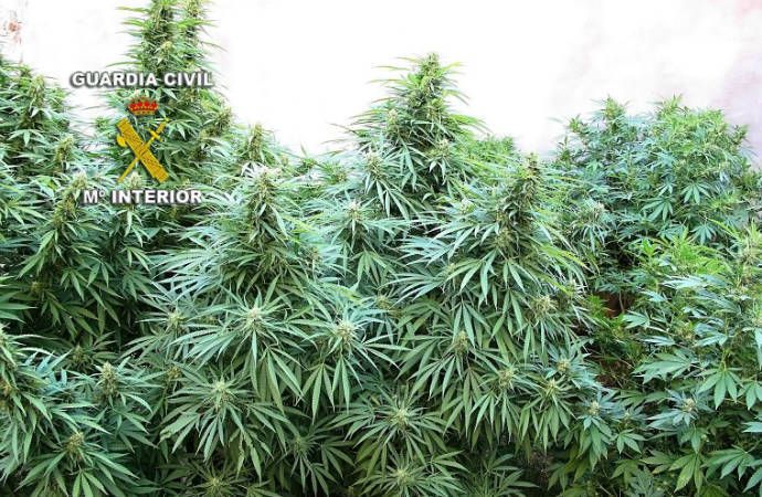 Detenidos tras desplazarse de Guadalajara a Madrid para robar una plantación de marihuana