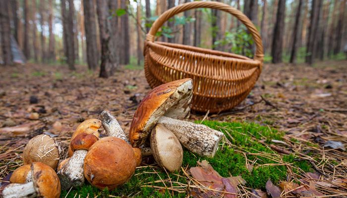 El Sindicato Profesional de Agentes Medioambientales de FeSP UGT CLM lanza una campaña de recomendaciones para la recolección “segura y sostenible” de setas este otoño
