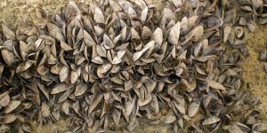 La CHT instala una estación móvil de desinfección de embarcaciones en Entrepeñas para prevenir la entrada del mejillón cebra