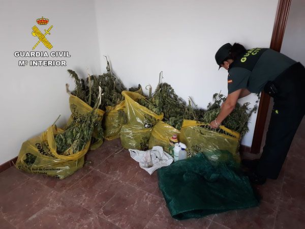 La Guardia Civil de Cuenca investiga a dos personas por cultivo de drogas en la mancha conquense 3 La Guardia Civil de Cuenca investiga a dos personas por cultivo de drogas en la mancha conquense