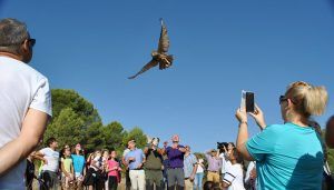 Liberados en su medio natural un total de cuatro búhos reales y un águila calzada rehabilitados en el Centro de Recuperación de Fauna Salvaje de Albaladejito