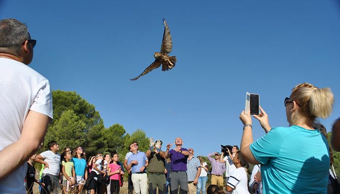 Liberados en su medio natural un total de cuatro búhos reales y un águila calzada rehabilitados en el Centro de Recuperación de Fauna Salvaje de Albaladejito