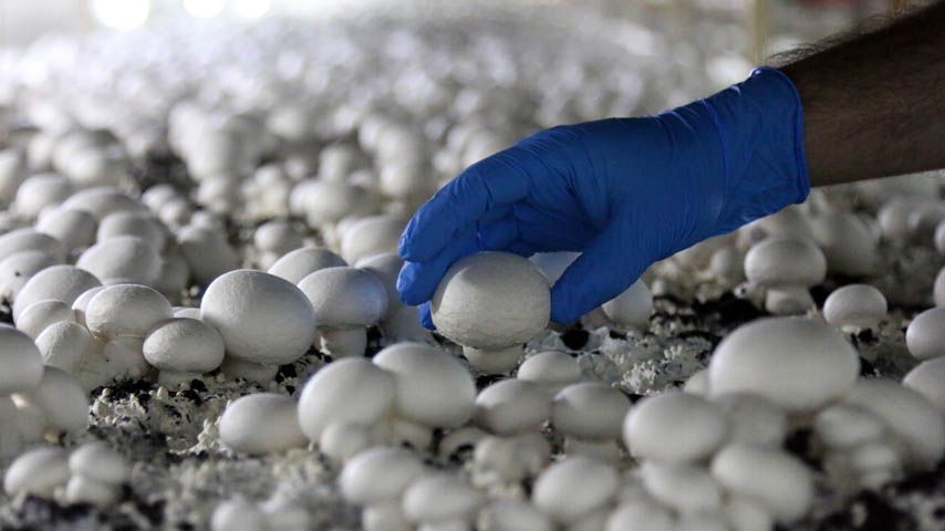 Una investigación pretende mejorar la producción y calidad de setas y champiñones con el uso de las TIC