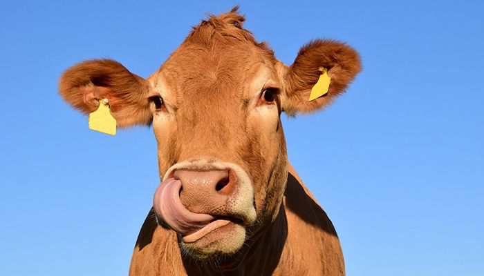 Unión de Uniones rechaza que los 2.000 ganaderos de leche de Castilla-La Mancha paguen una cuota interprofesional que sólo beneficia a la industria