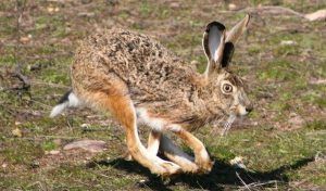 La RFEC y la FEG aúnan fuerzas contra la mixomatosis en las liebres