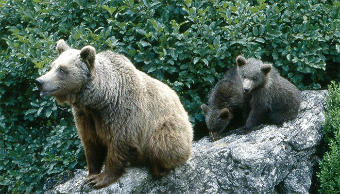 Muere la osa más veterana del zoo de Guadalajara procedente del Hosquillo