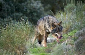 Quince corderos y dos terneros muertos en Cantalojas por el ataque de lobos