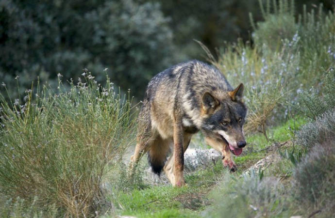 Quince corderos y dos terneros muertos en Cantalojas por el ataque de lobos