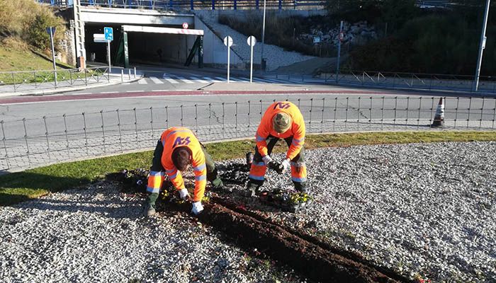 Parques, jardines y zonas verdes de la ciudad están siendo objeto de las habituales labores de plantación de flor de temporada invernal. Esta actuación se enmarca dentro del plan de trabajo habitual de la Concejalia de Medio Ambiente del Ayuntamiento de Guadalajara. En total, se van a plantar 30.000 ejemplares de viola, pensamiento y ciclamen, especies florales propias del otoño invierno. Las plantaciones se iniciaron a principios de la semana pasada y se prolongarán hasta medidos del presente mes de noviembre. Se están realizando en distintas zonas de la ciudad, entre otras, Santo Domingo, plaza y calle Mayor, plaza Beladíez, plaza de España, avenida del Ejército, zona Eduardo Guitián, rotonda de los Scouts, Cuatro Caminos, parque de Adoratrices, etc.