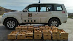 Agentes Medioambientales decomisan 160 kilos de níscalos recogidos en montes públicos de La Mierla y Tamajón