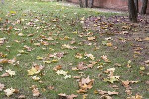 El Ayuntamiento de Guadalajara está llevando a cabo el Plan Especial de Recogida de Hojas