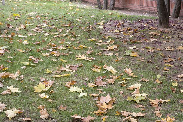 El Ayuntamiento de Guadalajara está llevando a cabo el Plan Especial de Recogida de Hojas 3 El Ayuntamiento de Guadalajara está llevando a cabo el Plan Especial de Recogida de Hojas