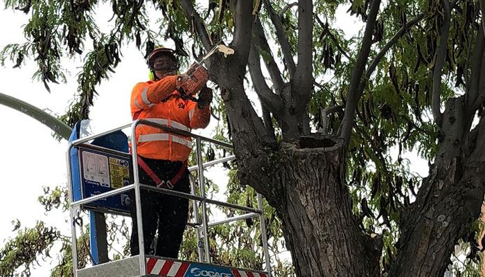 El Ayuntamiento de Guadalajara pone en marcha el plan de podas del arbolado de la ciudad
