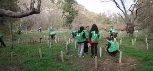 El domingo, en Castillejos, WWF llevará a cabo una nueva campaña de plantación para ayudar a la conservación del bosque de ribera 2 El domingo, en Castillejos, WWF llevará a cabo una nueva campaña de plantación para ayudar a la conservación del bosque de ribera