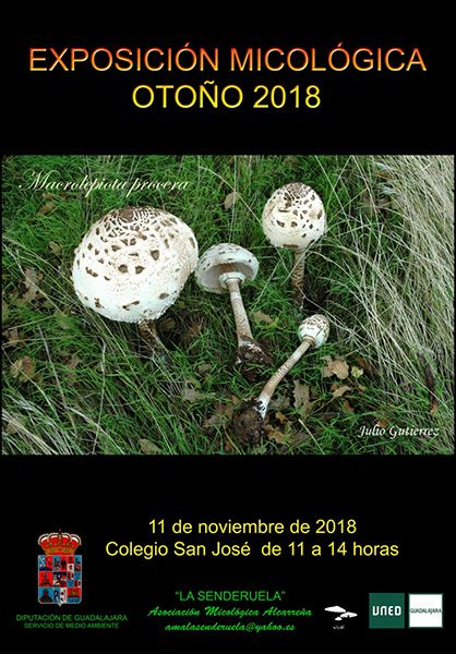 Exposición micológica el domingo 11 en el San José 3 Exposición micológica el domingo 11 en el San José