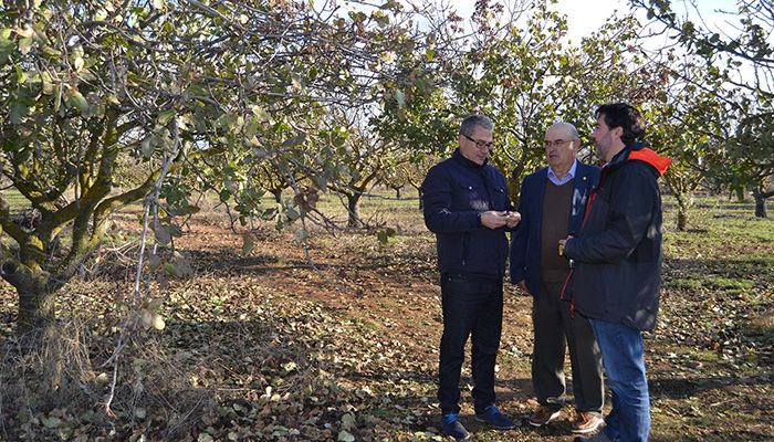La Junta promueve la formación sobre el pistacho ante el incremento en la superficie dedicada a este cultivo en Guadalajara
