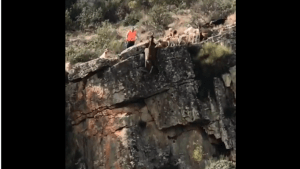 La RFEC y las FFAA consternadas ante el accidente de los perros y el ciervo en Herreruela