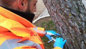 Más de mil pinos halepensin distribuidos por toda Guadalajara, objeto de un tratamiento mediante endoterapia para reducir la procesionaria 2 Más de mil pinos halepensin distribuidos por toda Guadalajara, objeto de un tratamiento mediante endoterapia para reducir la procesionaria