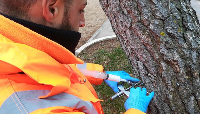 Más de mil pinos halepensin distribuidos por toda Guadalajara, objeto de un tratamiento mediante endoterapia para reducir la procesionaria